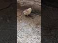 Pollitos!✨🩷🐣🐤#amor #chicken #babies #pollitos