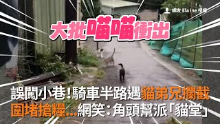 誤闖小巷騎車半路遇貓弟兄攔截 圍堵搶糧...網笑角頭幫派「貓堂」│寵物│貓咪猫ねこ│Pet│Cat│Kitten