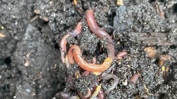 Composting with Craig Ep 170: Do Worms Like Pineapple?