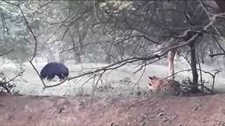Famous Incredible sighting of Tiger vs sloth Bear in Ranthambore Profile
