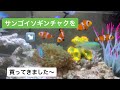 サンゴイソギンチャクを購入⁈ 海水魚水槽に仲間入り