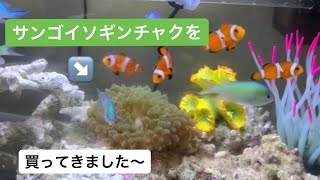 サンゴイソギンチャクを購入⁈ 海水魚水槽に仲間入り