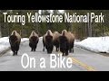 Bike Tour Through Yellowstone Sans Blake