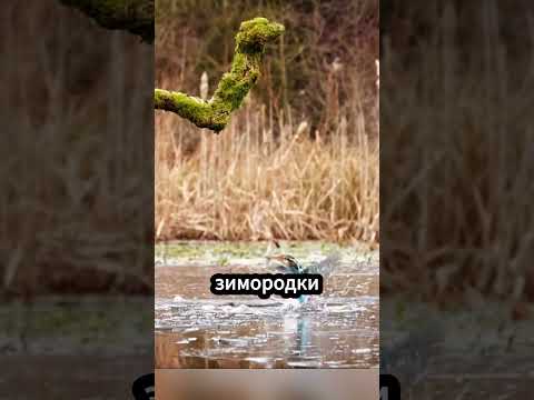 Вдохновение от зимородка: как природа спасла поезда Японии! 🐦🚅 #факты