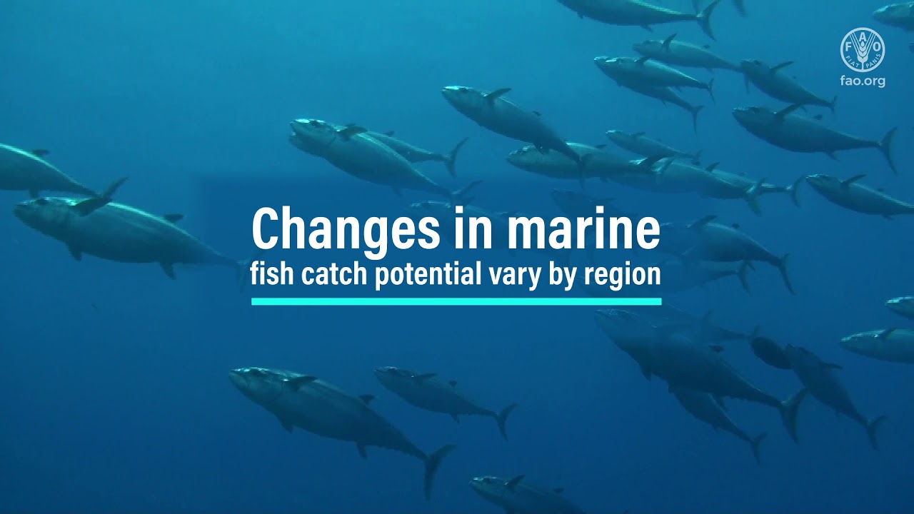 Fisheries management in the face of climate change