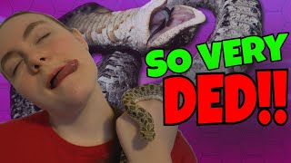 Plains Hognose Snakes - Creature Feature!!