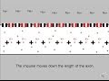 Neuronal Function and Action Potentials