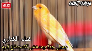 تغريد كناري Chant Canaris singing canaries ..#2