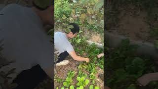 상추 수확