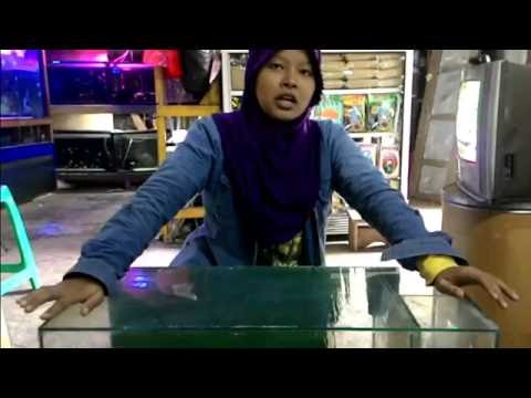 cara mengganti kaca aquarium yang pecah aquarium besar 
