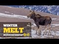 Winter melt     animal planet hindi documentary full episode