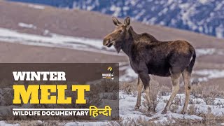 Winter Melt  हिन्दी डॉक्यूमेंट्री | Animal Planet Hindi documentary, Full Episode