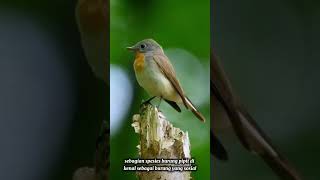 Fakta Burung Pipit yang tidak banyak orang tau?