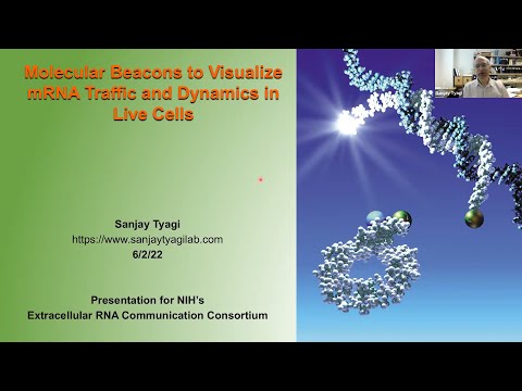 ERCC Webinar: Sanjay Tyagi - Molecular beacons to visualize mRNA traffic and dynamics in live cells