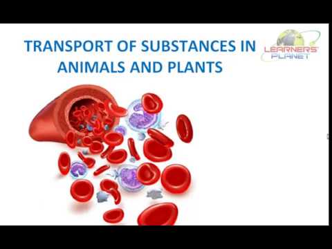 7th science Transport of Substances in Animals & Plants video lesson 5 -  YouTube