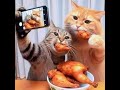 😺 My wife is a blogger! 🐈 Funny video with cats and kittens! 😸