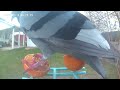 May 13th, 2026 , Backyard Bird Feeder Camera