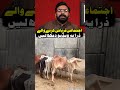 Must Watch Before Ijtimai Qurbani | Important For Collective Sacrifice. #bakraeid