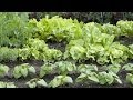 Gardening in Space: The Veggie Project
