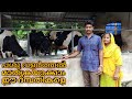 profitable dairy farming| മികച്ച ക്ഷീര കർഷക ദമ്പതികൾ