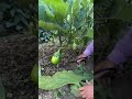Branch to plantin 10seconds#farming#agriculture#shorts#pruning