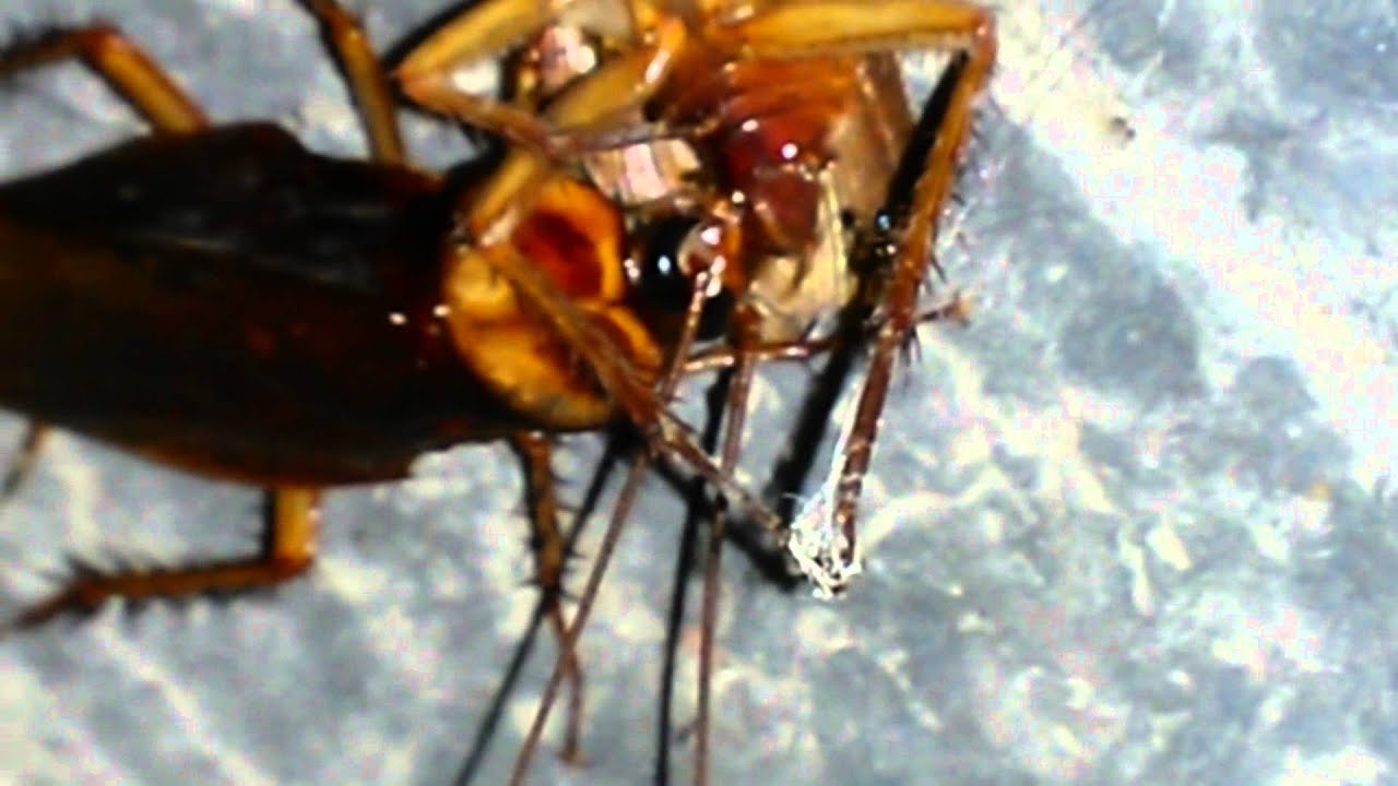 Cannibal Roach - YouTube