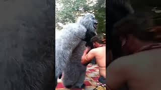 jagran ka full vlog channel per h 🤣#shorts #dance #gorilla #funny