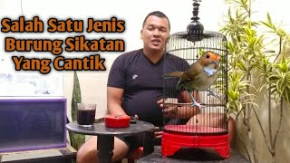 Mengenal Burung Sikatan Kerongkongan Putih / Sikatan Segitiga dan Perawatan Hariannya