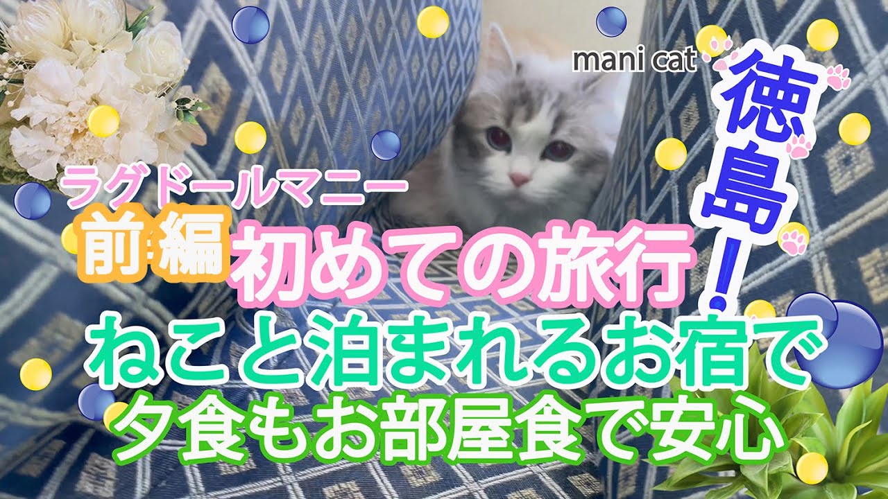 初めての旅行💕in徳島県😊ねこと泊まれるお宿で夕食もお部屋食で安心🥰前編#ragdoll #猫と旅行#猫と泊まれる旅館