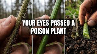 You Think You're Foraging Wild Herbs The Right Way — But This Dangerous Mistake Could Cost You