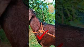Easy Goat Tying Method!🐐