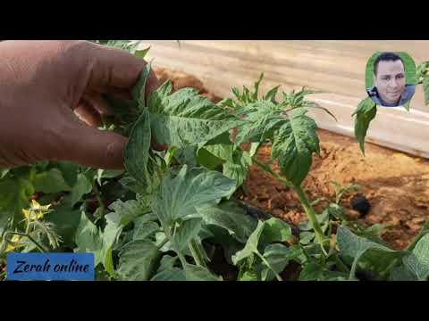 فيديو: أفضل أنواع الطماطم منخفضة النمو