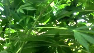 Green Thumb Girls-The Beast Lives