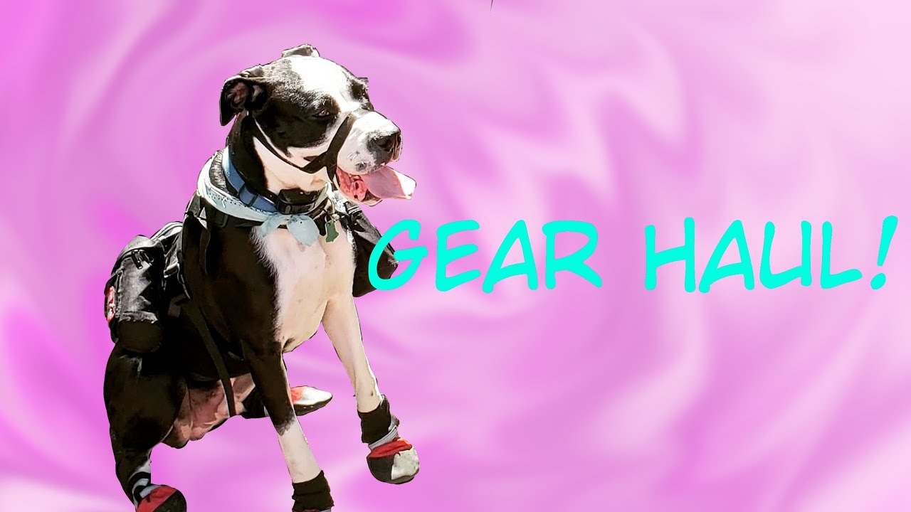Service Dog Gear Haul! 2019! YouTube