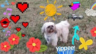 The Best moments Dog and Drone Slow Motion ASMR screenshot 4