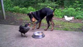 Chicken learns the true nature of the Doberman Pinscher