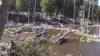 Castoreras y Lenga atacada por castores en la Estancia Padin..Tierra del Fuego.