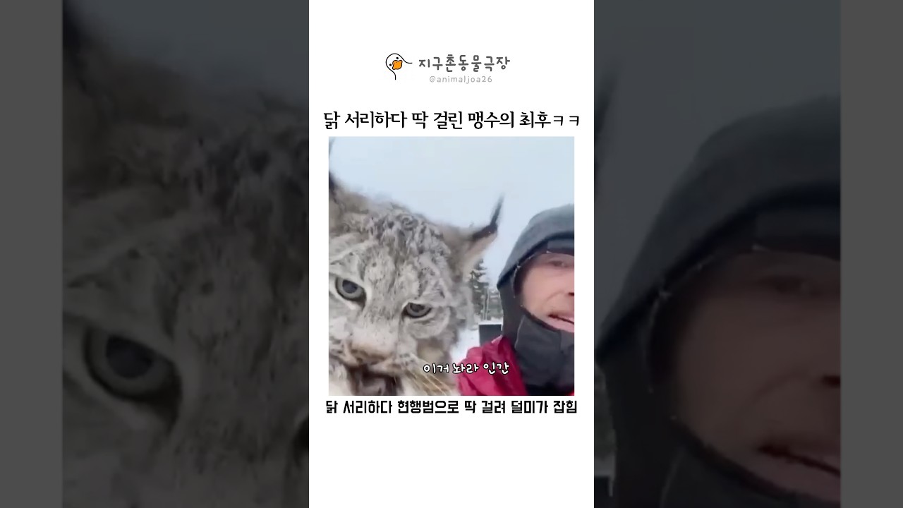 닭 서리하다 딱 걸린 맹수(스라소니)의 최후ㅋㅋ