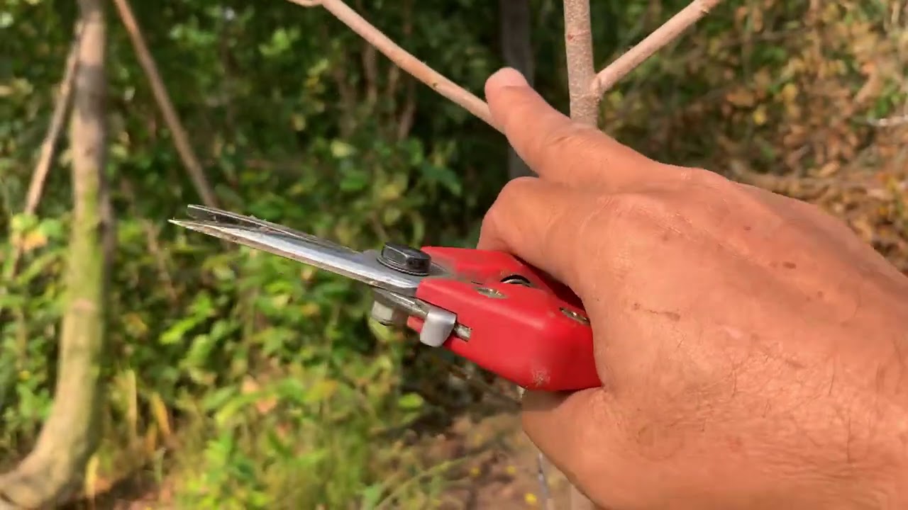 CÁCH XỮ LÝ ĐÔN PHÂN NGỌN VÀ LẶT LÁ ĐỐI VỚI CÂY MAI TRỒNG TỪ CÂY CON 2021