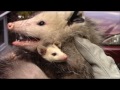 Mother Opossum and Babies Removed from Shed