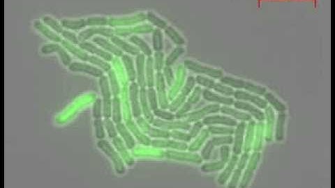 Bacillus megaterium expressing Green Fluorescent Protein