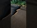 Big Snake Seen In Puerto Rico #shorts #snake #puertorico #business #boaconstrictor #big #nature
