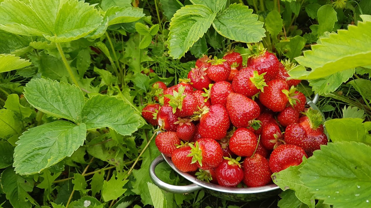 Filipina strawberry garden Alberta canada/Small garden/Organic ...