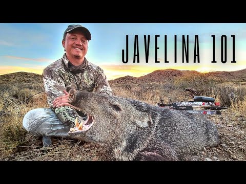 Video: Vad är en javelina släkt med?