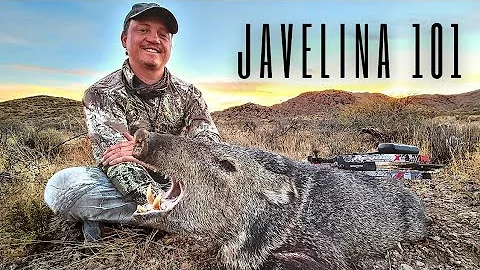 How to hunt javelina with a bow & arrow
