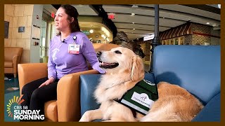 Canines that care: Meet the facility dogs at American Family Children's Hospital