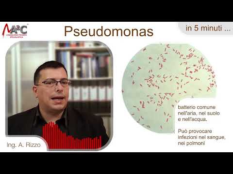 Pseudomonas - in 5 minutes