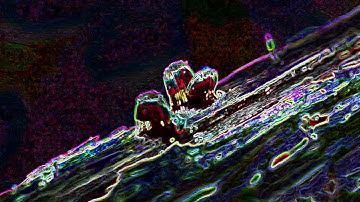 King Gizzard and the Lizard Wizard - Superbug