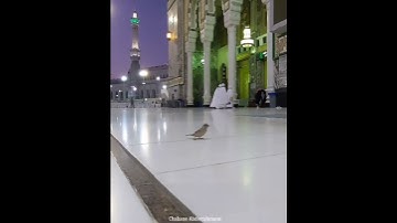 سورة الفاتحة مقام الكرد فضيلة الشيخ د. ماهر المعيقلي