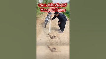 Kỷ Năng Đỉnh Cao Bắt Rắn Hổ Mang Cực Độc #shorts #snake #randoc